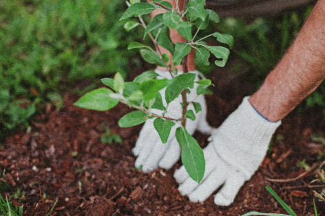 Hands plant tree sprout in soil